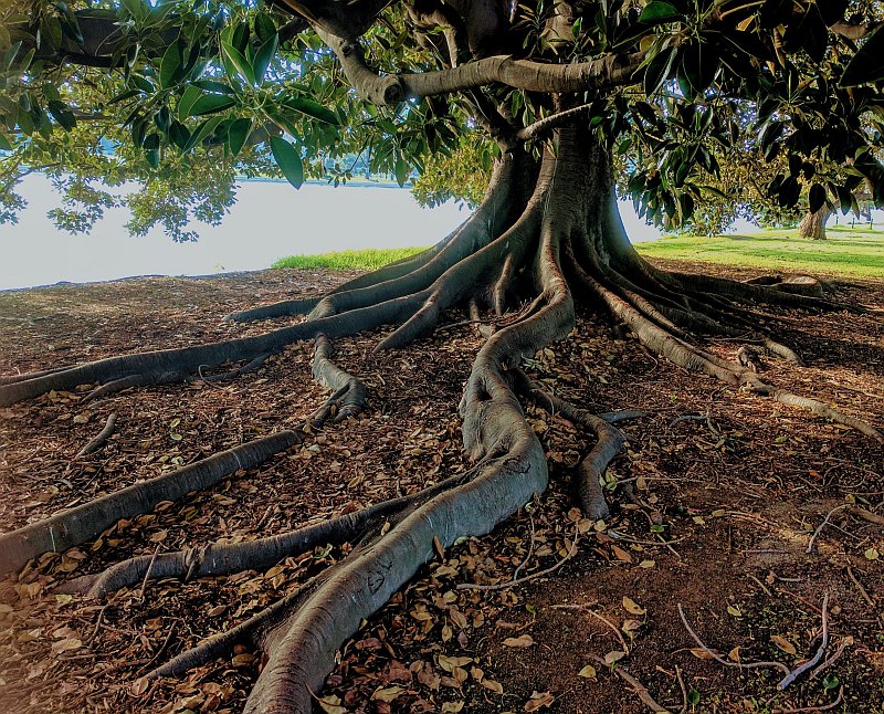 A tree with gnarled roots extending from trunk.