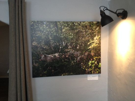 Figure 3. Picture of the forest pigs (photographed by Karrebæk)