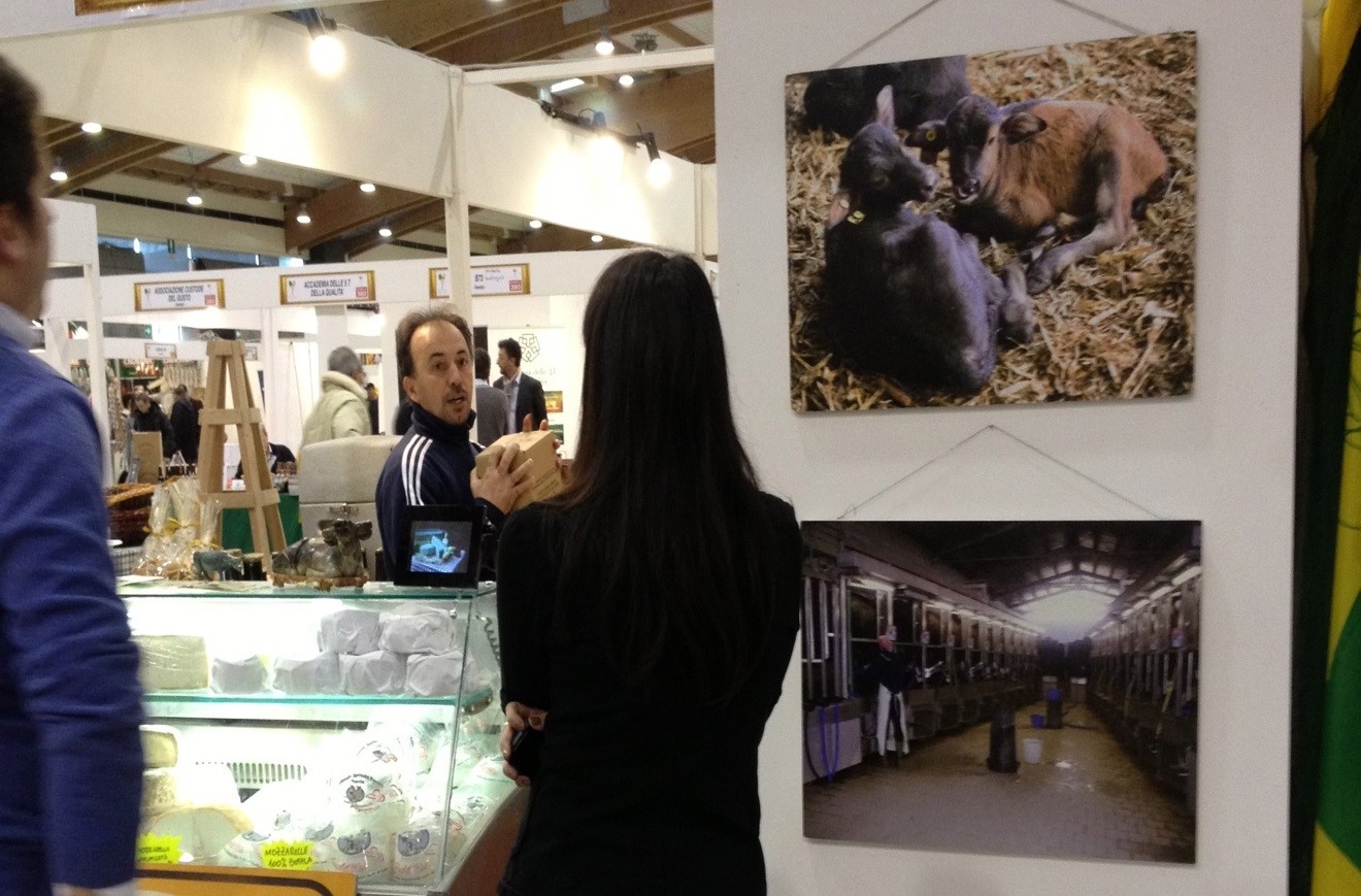 Figure 6. Cows at home (author 2013).