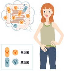 Figure 23. Akudamakin (blue) and zendamakin (orange) in a woman’s digestive system..